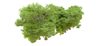 Siyah arkaplanda izole edilmiş bir ağacın 3 boyutlu görüntüsü