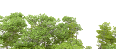 Beyaz arkaplanda izole edilmiş ağaçlar