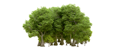 Yeşil orman beyaz arka planda izole edilmiş. 3d illüstrasyon.