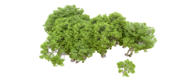 Beyaz arkaplanda izole edilmiş ağaç