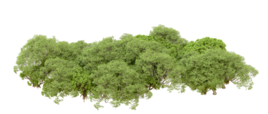 Beyaz arkaplanda izole edilmiş yeşil ağaç.