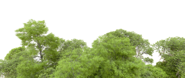 Beyaz arka planda izole edilmiş yeşil orman ağaçları. Kesme yolu olan ağaçlar. 3d illüstrasyon.