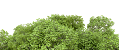 Yeşil orman beyaz arka planda izole.