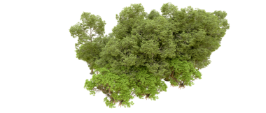 Siyah arkaplanda izole edilmiş yeşil bir ağacın 3 boyutlu görüntülenmesi