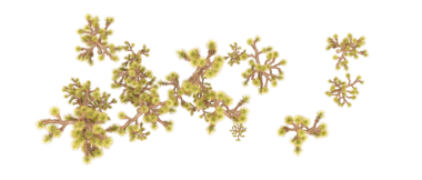 Beyaz arkaplanda izole ağaç dalları