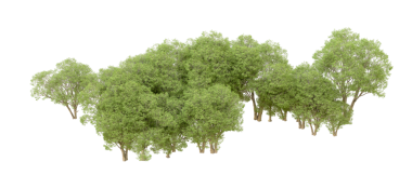 beyaz zemin üzerine yeşil ağaçlar