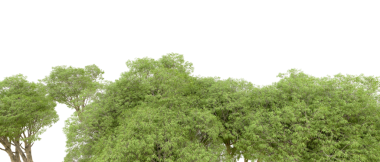 Beyaz arka planda yeşil orman