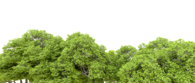 beyaz arkaplanda izole edilmiş yeşil ağaç