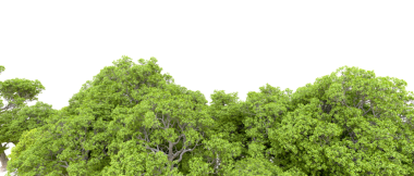 Beyaz arkaplanda yeşil ağaçlar var. 3d resimleme