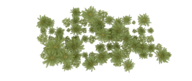 Çalının yeşil yaprakları