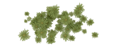 Siyah arkaplanda çam ağacı