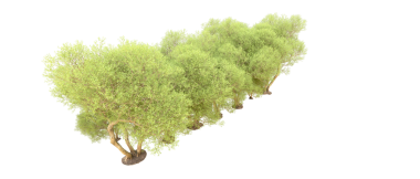 Beyaz arkaplanda kalp şeklinde izole edilmiş ağaç