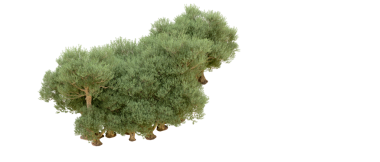 Beyaz arkaplanda izole edilmiş ağaç