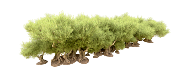 Beyaz arkaplanda izole edilmiş yeşil yosun ağacı