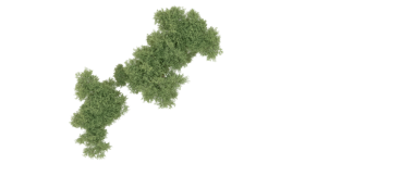 Beyaz arkaplanda yeşil yaprak