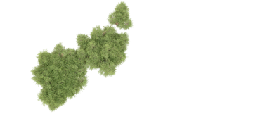 Beyaz arkaplanda ağaç yaprağı.