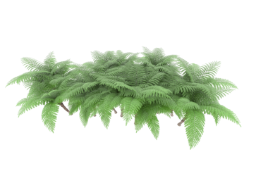 beyaz arkaplanda yeşil yapraklar izole