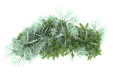 Kırpma yolu ve kırpma ile beyaz arka planda izole yeşil bitki. en üstteki görünüm