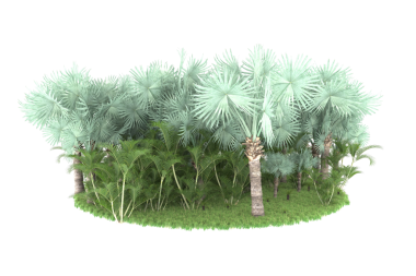 Siyah arka planda bir palmiye ağacı. 3d oluşturma.