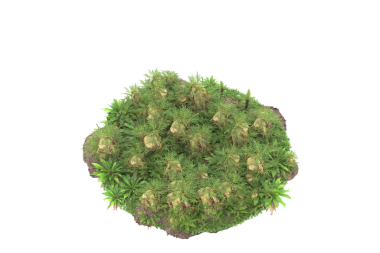 Beyaz arkaplanda izole edilmiş ağaç