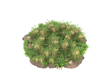 kaktüs beyaz zemin üzerine