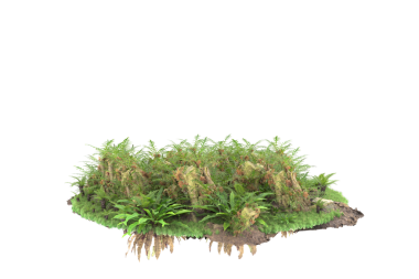 Beyaz arkaplanda yosun izole edildi