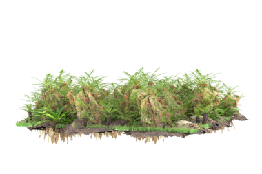 Beyaz arkaplanda izole edilmiş palmiye ağacı