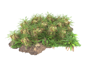 Beyaz arkaplandaki ağaç