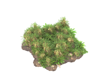 Siyah arkaplanda yeşil çam ağacı