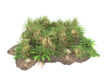 Beyaz bir arka plan üzerinde izole ağaç