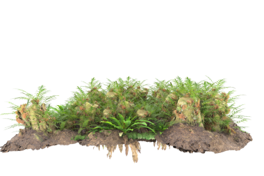 Topraktaki taze yeşil bitki.