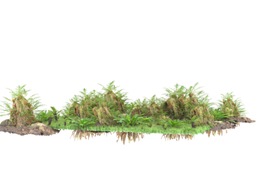 yeşil bitki siyah üzerine izole