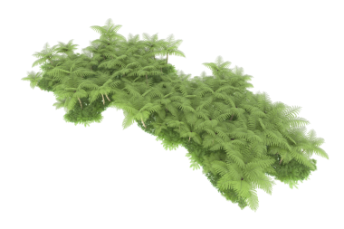 Beyaz arkaplanda izole edilmiş ağaç