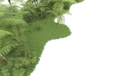 Beyaz arkaplanda izole edilmiş ağaç