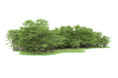 Parktaki ağaçlar beyaz arkaplanda izole edilmiş