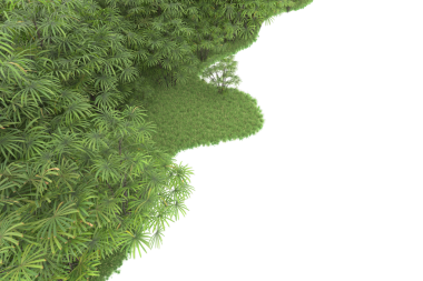 Beyaz arka planda izole edilmiş bir ağacın yeşil yaprakları. doğa arkaplanı