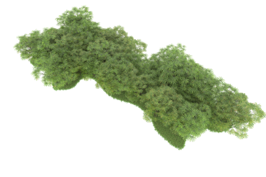 Bükülmüş ağaçtaki İtalya haritası