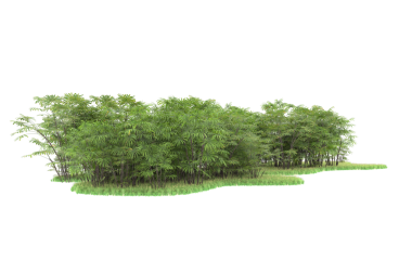 Beyaz arkaplanda izole edilmiş ağaç