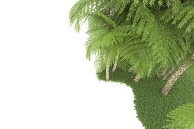 beyaz arkaplanda izole edilmiş yeşil ağaç