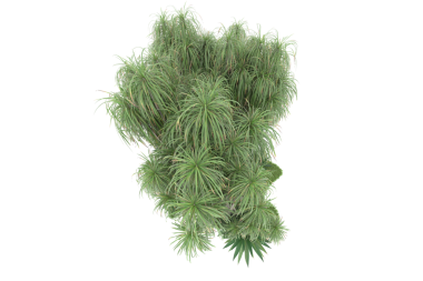 3 boyutlu çam ağacı.