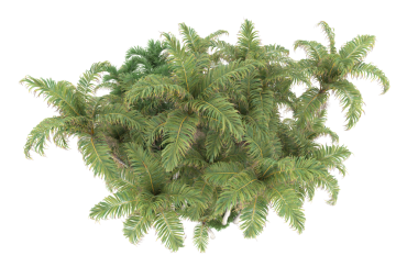 Beyaz köknar ağacı