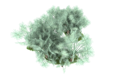 Beyaz arka planda izole edilmiş yeşil çalı ağacı. 3 Boyutlu Hazırlama -