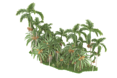 Palmiye ağacı kırpma yolları ve alfa kanalı olan beyaz arkaplanda izole edildi,