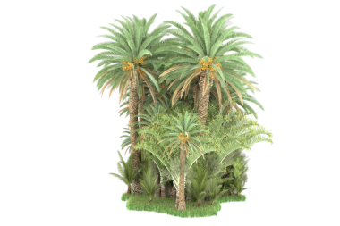 Beyaz arkaplanda izole edilmiş palmiye ağacı