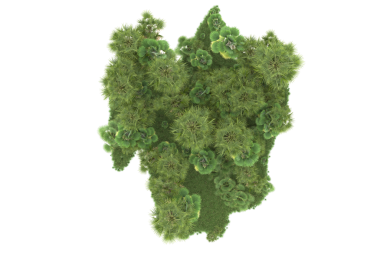 Beyaz arkaplanda izole edilmiş ağaç