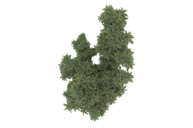 İzole edilmiş arkaplan üzerindeki ağaç, kırpma yolu ile
