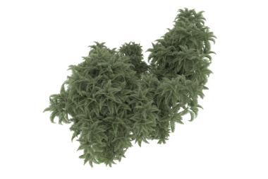 Siyah arkaplanda izole edilmiş yeşil fraktal bir şeklin 3 boyutlu görüntülenmesi