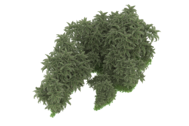 siyah bir zemin üzerine yeşil ağaç