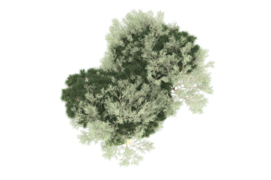 Yeşil ağaçtaki Güney Carolina haritası