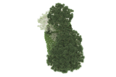 ağaç üzerinde beyaz izole